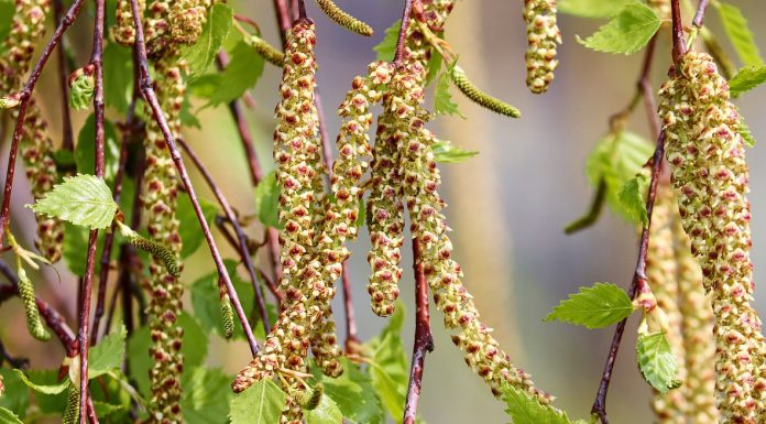 ALLERGIE UND ALLERGISCHER MARSCH Birkenallergie