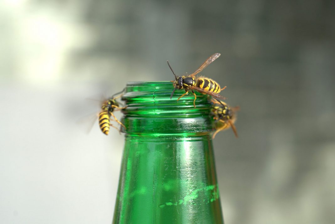 Symbolbild Insektengitallergie: Bienen auf einer grünen Flasche