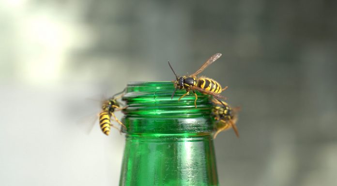 Allergischer Schock: Insektengiftallergie – Verhalten im Notfall Symbolbild Insektengitallergie: Bienen auf einer grünen Flasche