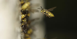 Symbolbild Insektengitallergie: Bienen in Nahaufnahme