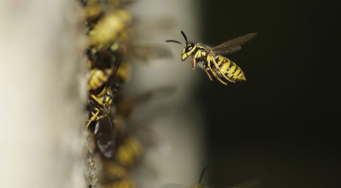 Allergischer Schock: Insektengiftallergie – Warnzeichen & Symptome Symbolbild Insektengitallergie: Bienen in Nahaufnahme