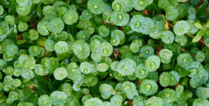 Leben mit Lungenfibrose