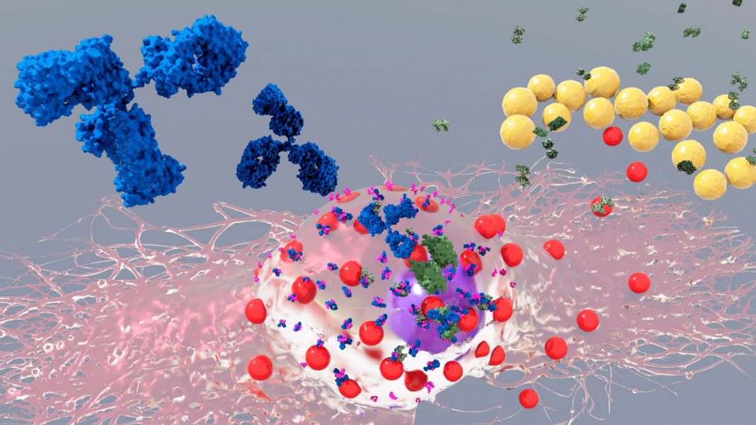 Künstlerische 3D-Darstellung einer Mastzelle mit IgE-Antikörpern und Staphylococcus aureus Bakterien. Credit: Bobby R. Malhotra, CeMM