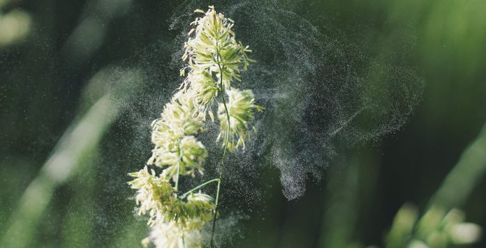 Allergene & Pollen