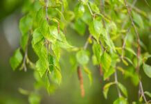 Aktuelle Informationen zur Pollenbelastung 2025